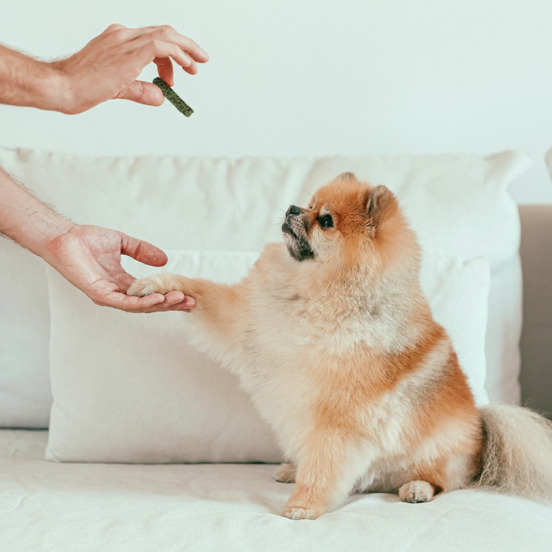 Spirulina + Coconut Whole Food Dog Treat for Immunity