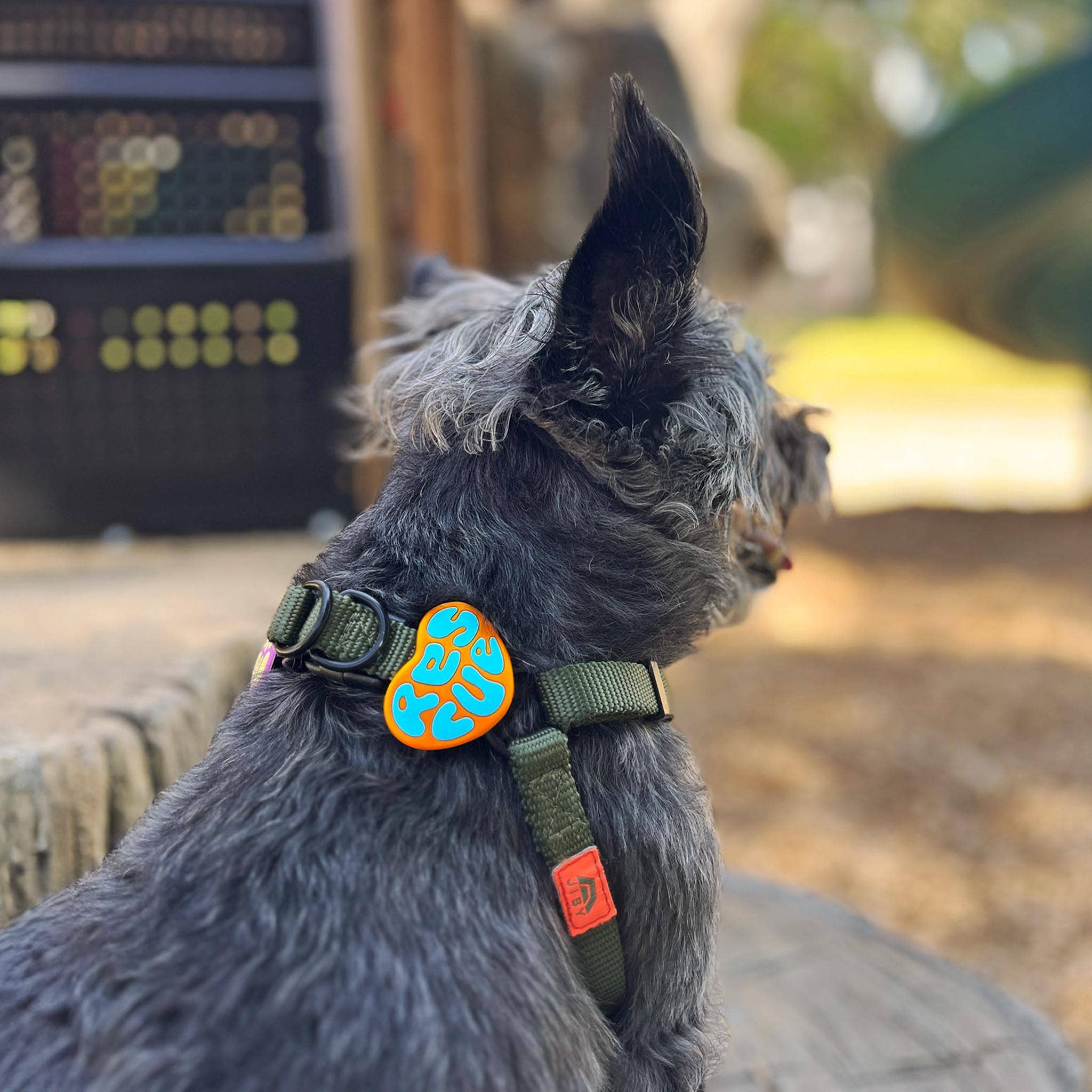 Rescue Dog