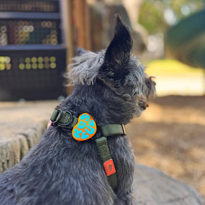 Rescue Dog