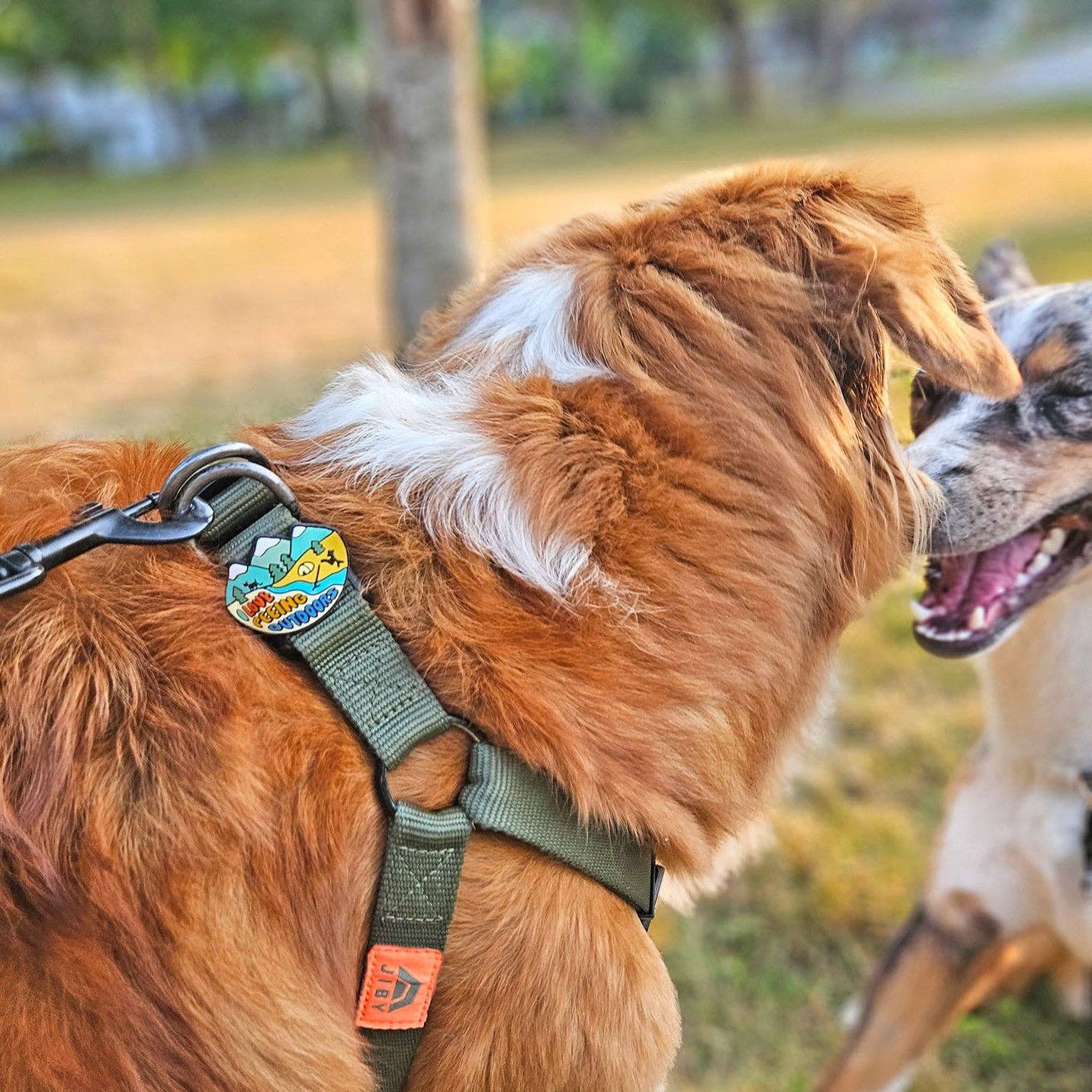 Peeing Outdoors Dog