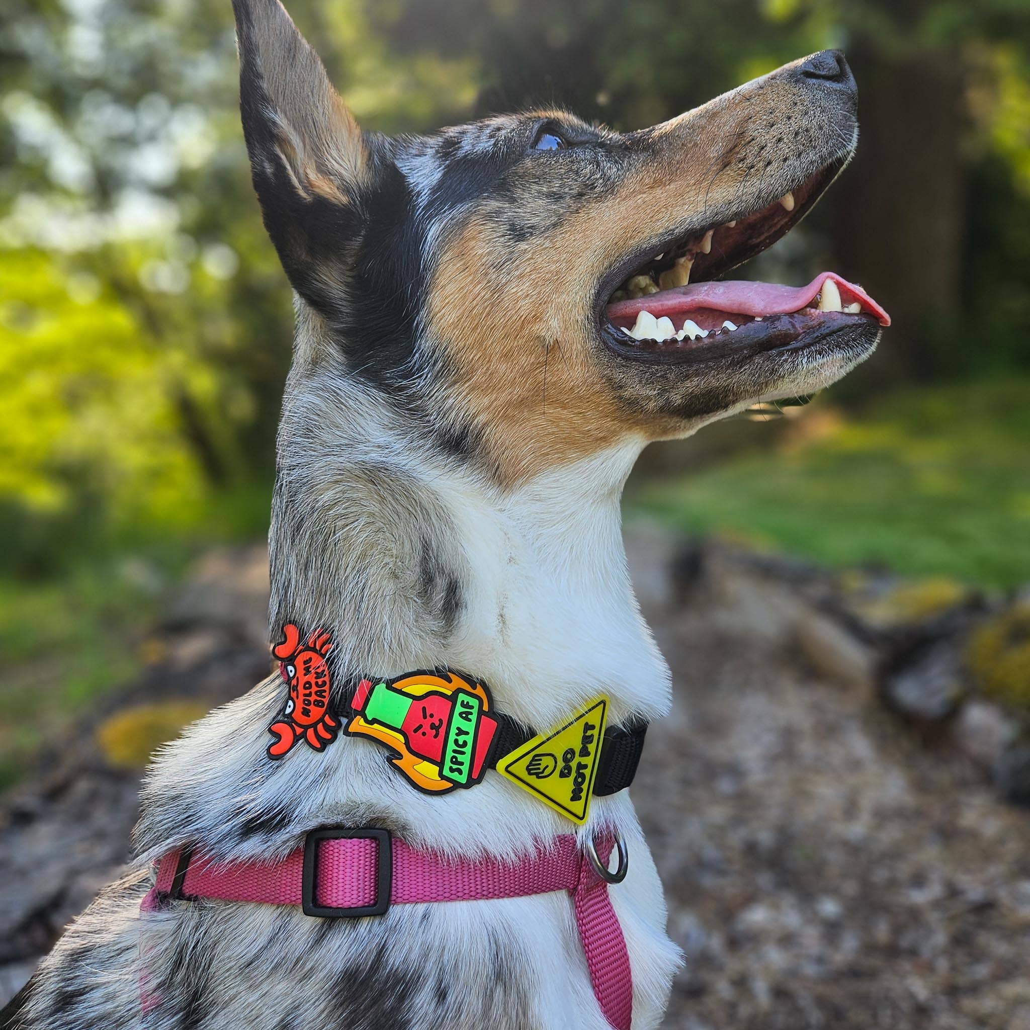 Spicy AF Dog