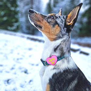 Cute AF Dog