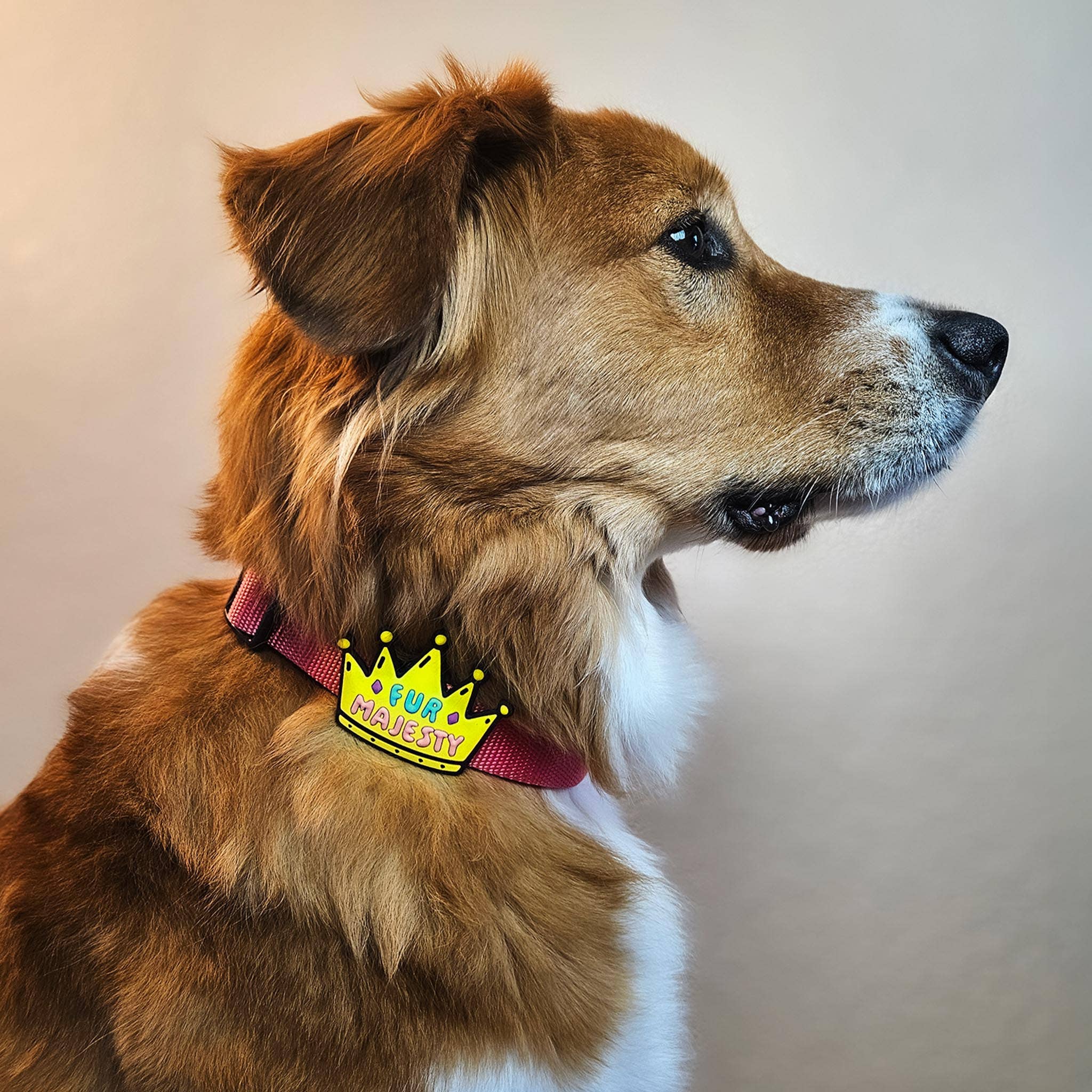 Fur Majesty Dog