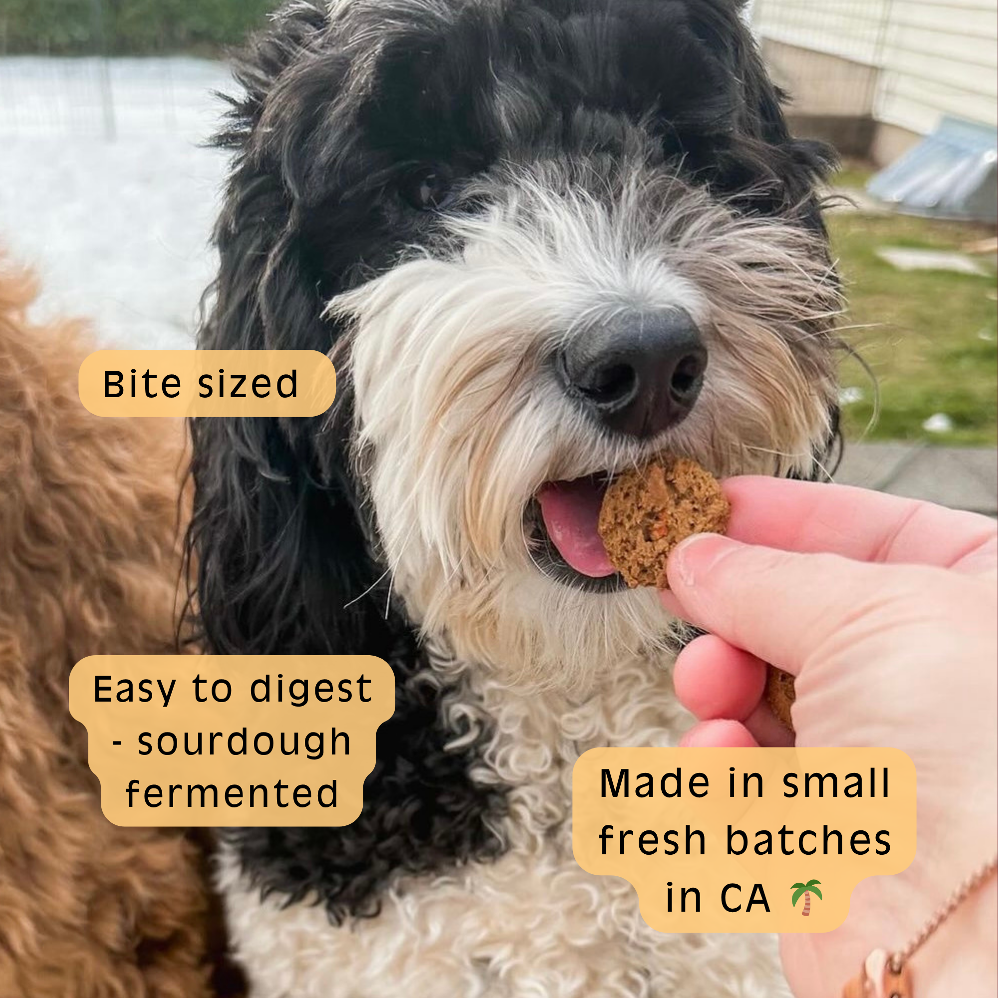 Pumpkin Sourdough Dog Treats