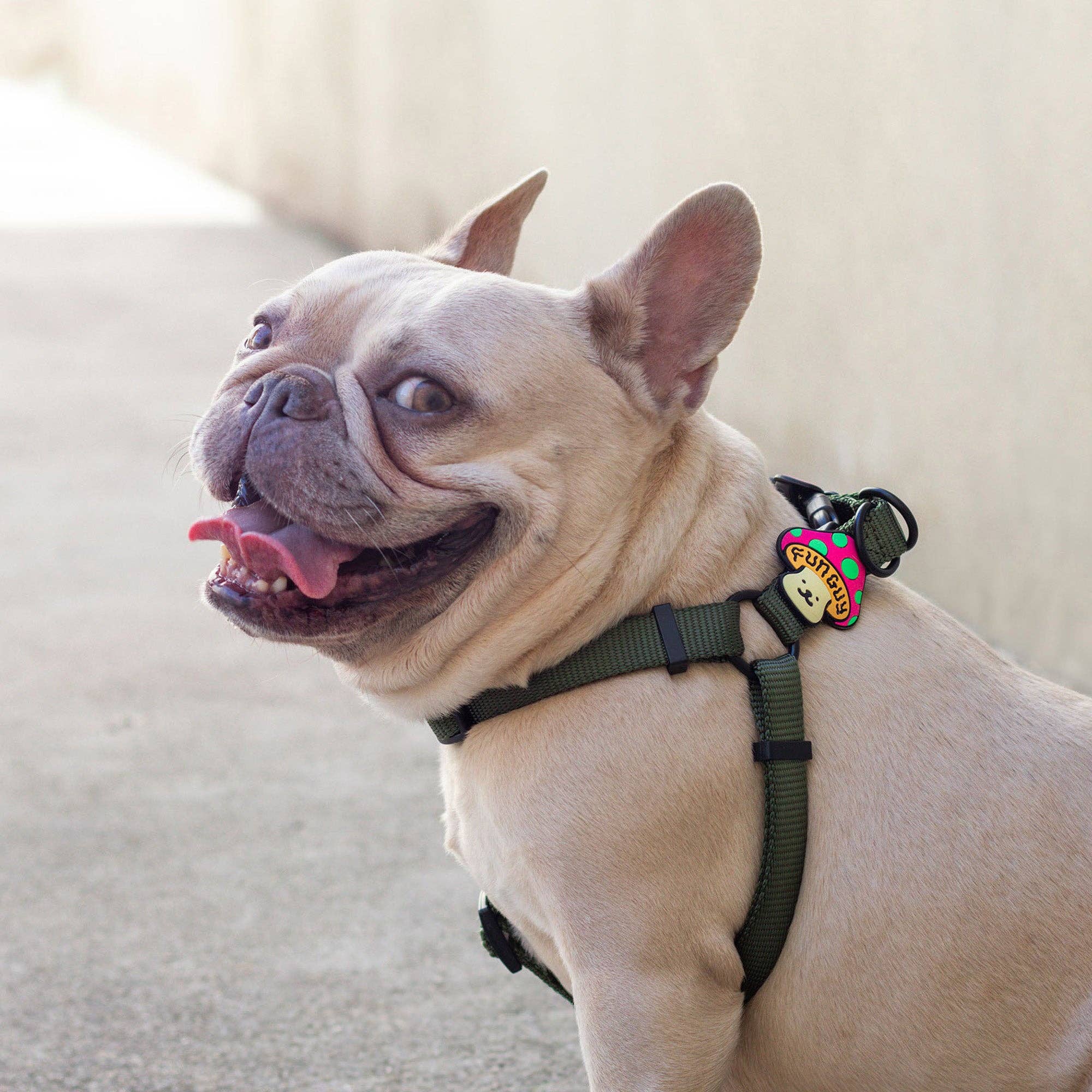 Fun Guy Dog