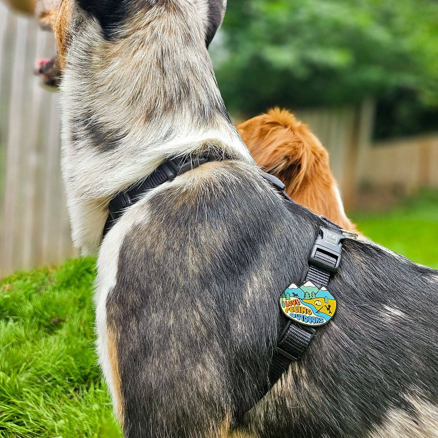 Peeing Outdoors Dog