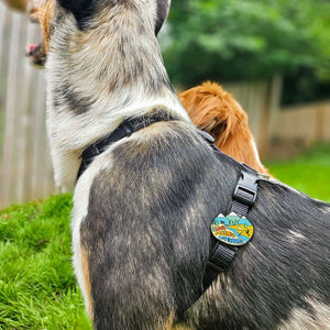 Peeing Outdoors Dog