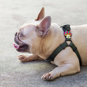 Fun Guy Dog