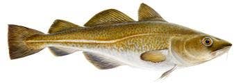 Icelandic+ Hand Wrapped Cod Skin 5" Short Chew Stick 3-Pack