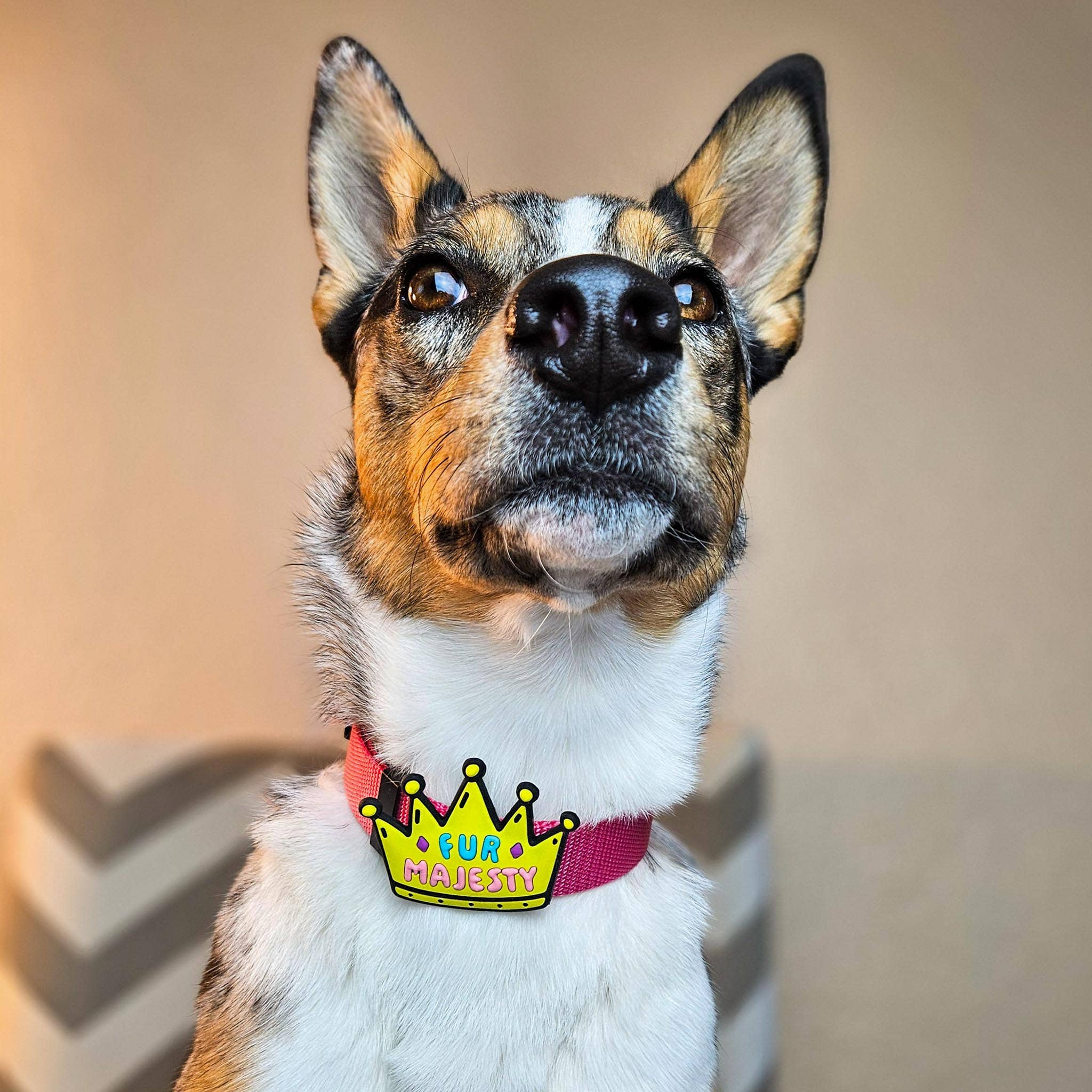Fur Majesty Dog