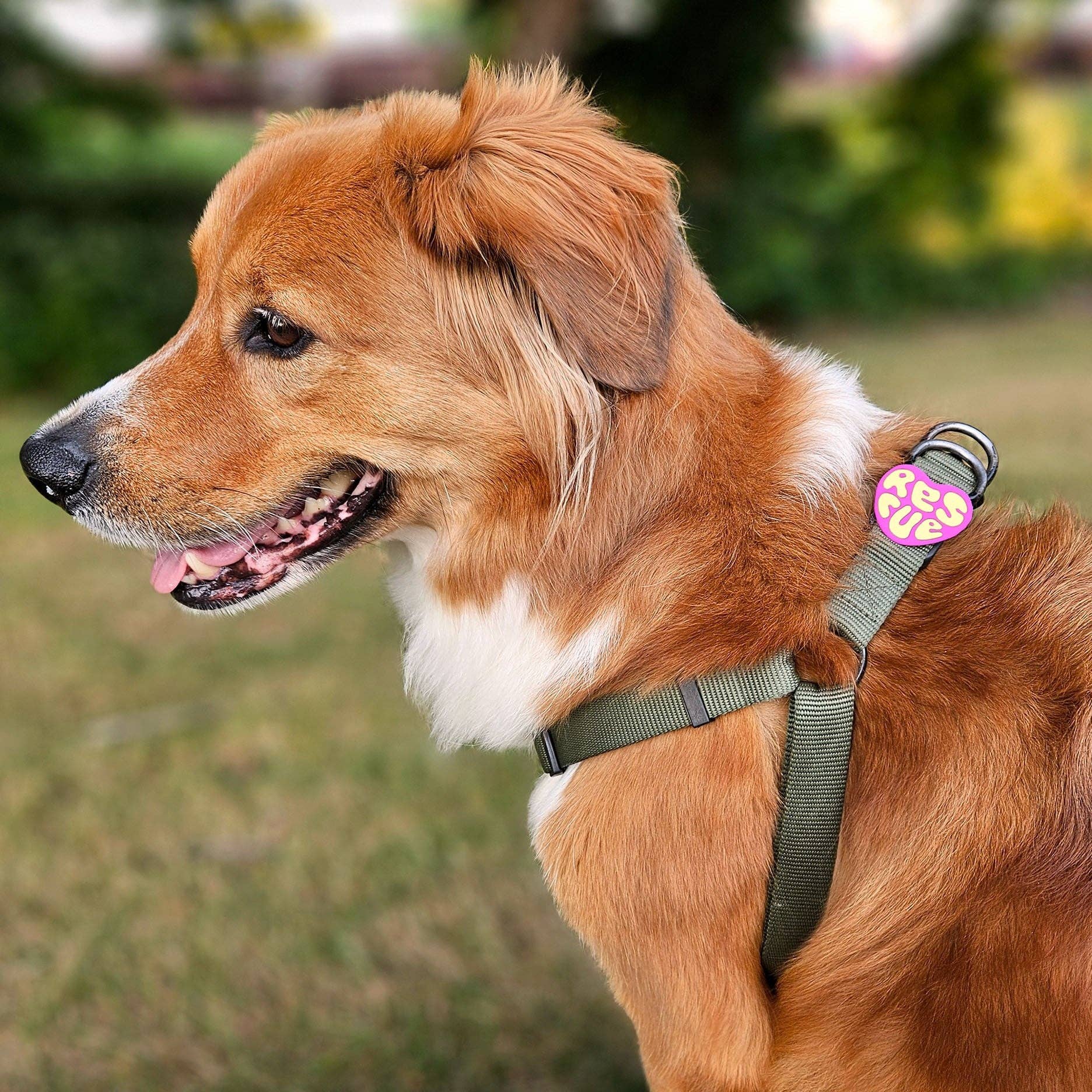 Rescue Dog