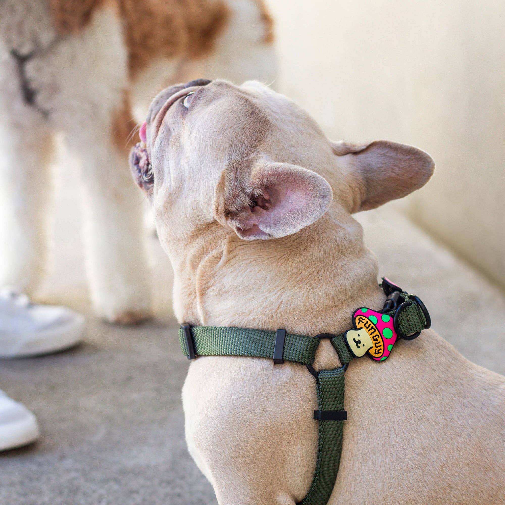 Fun Guy Dog