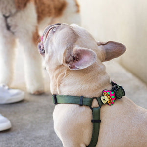 Fun Guy Dog