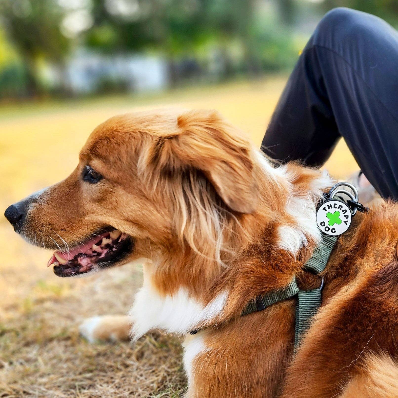 Therapy Dog