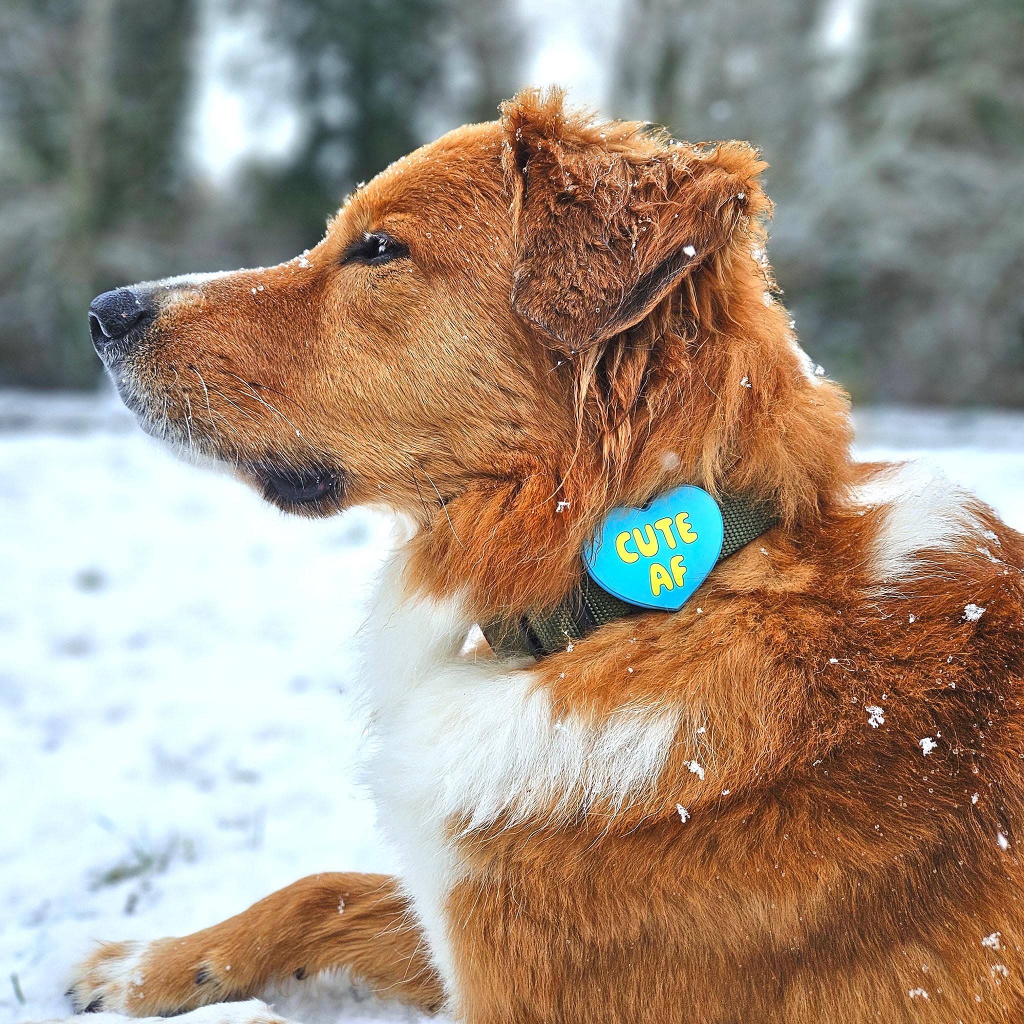 Cute AF Dog
