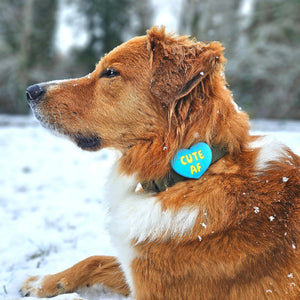 Cute AF Dog