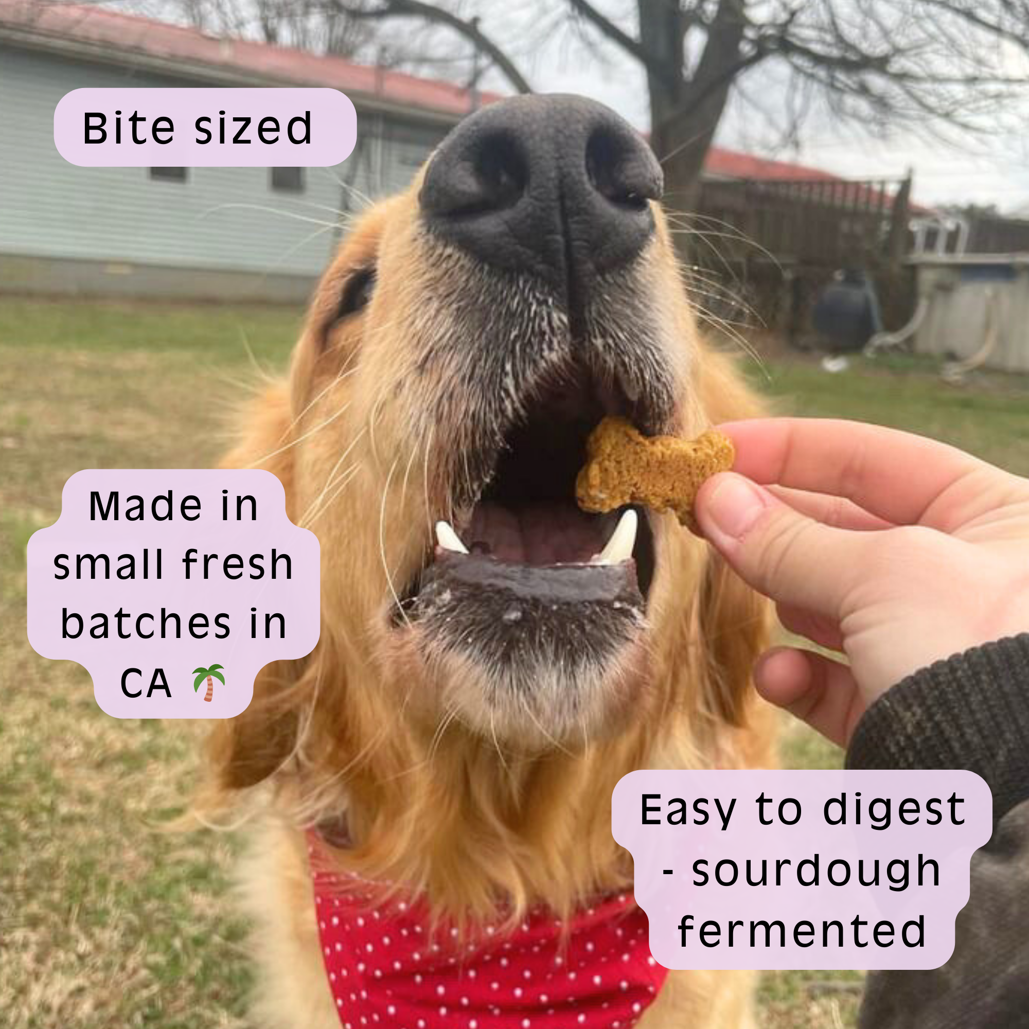 Sweet Potato Sourdough Dog Treats