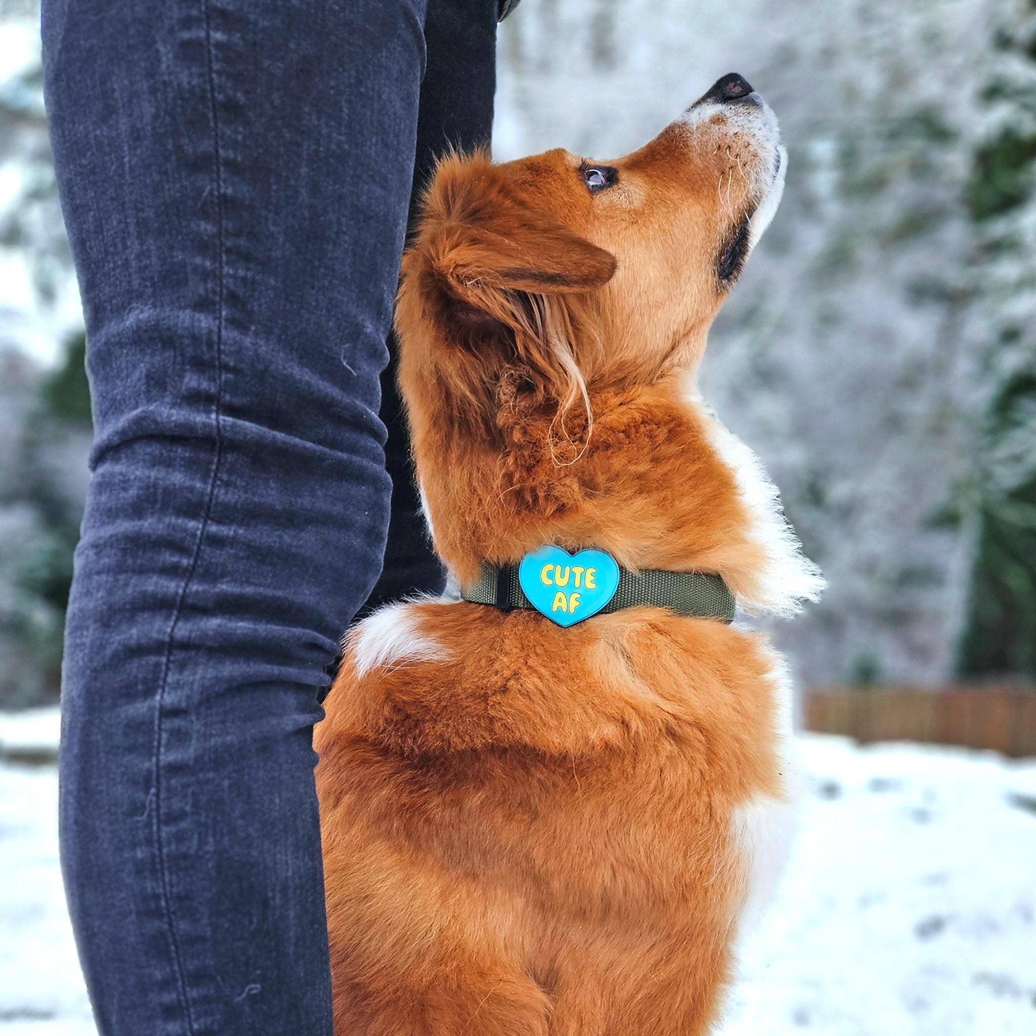 Cute AF Dog